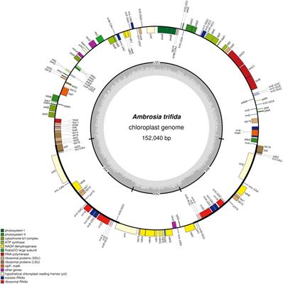 Sequencing the Plastid Genome of Giant Ragweed (Ambrosia trifida, Asteraceae) From a Herbarium Specimen